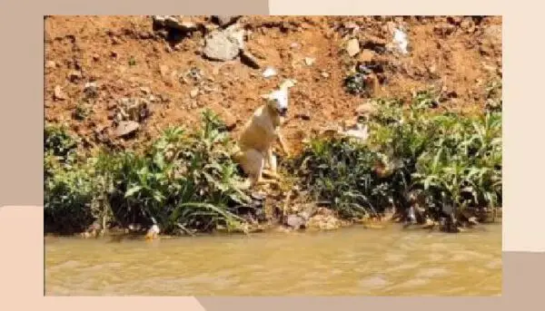 Eles salvam cachorrinho próximo de um riacho que parecia não querer mais viver Eles salvam cachorrinho próximo de um riacho que parecia não querer mais viver