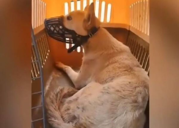 Eles salvam cachorrinho próximo de um riacho que parecia não querer mais viver Eles salvam cachorrinho próximo de um riacho que parecia não querer mais viver