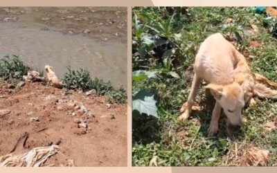 Eles salvam cachorrinho próximo de um riacho que parecia não querer mais viver