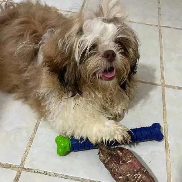 Cachorro cego que quase foi sacrificado conheceu o amor em uma nova família Cachorro que quase foi sacrificado conheceu o amor em uma nova família