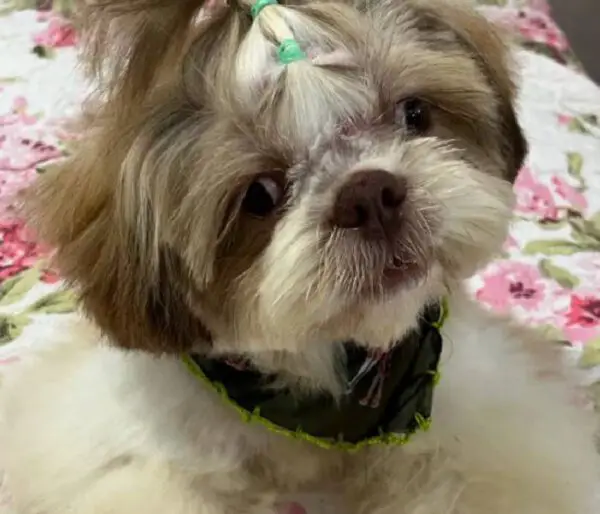 Cachorro cego que quase foi sacrificado conheceu o amor em uma nova família Cachorro que quase foi sacrificado conheceu o amor em uma nova família