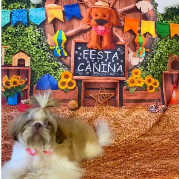 Cachorro cego que quase foi sacrificado conheceu o amor em uma nova família Cachorro que quase foi sacrificado conheceu o amor em uma nova família