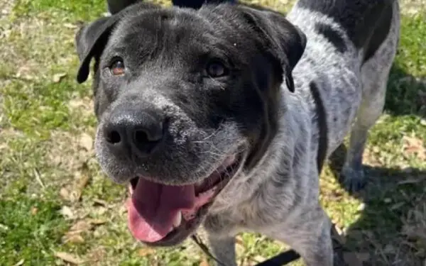 Cachorro resgatado ganha piscina, mas continua preferindo o baldinho