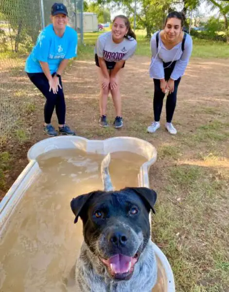 Cachorro resgatado ganha piscina, mas continua preferindo o baldinho