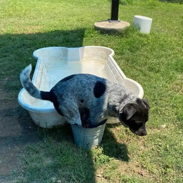 Cachorro resgatado ganha piscina, mas continua preferindo o baldinho