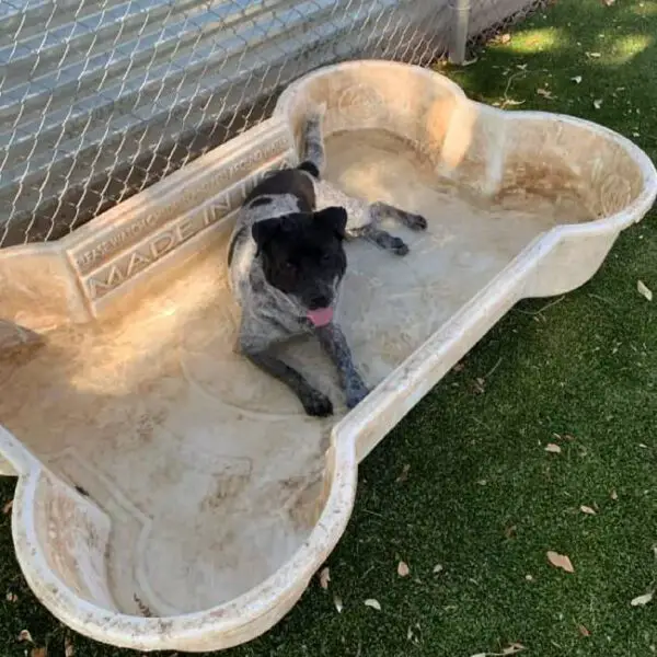 Cachorro resgatado ganha piscina, mas continua preferindo o baldinho