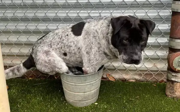 Cachorro resgatado ganha piscina, mas continua preferindo o baldinho