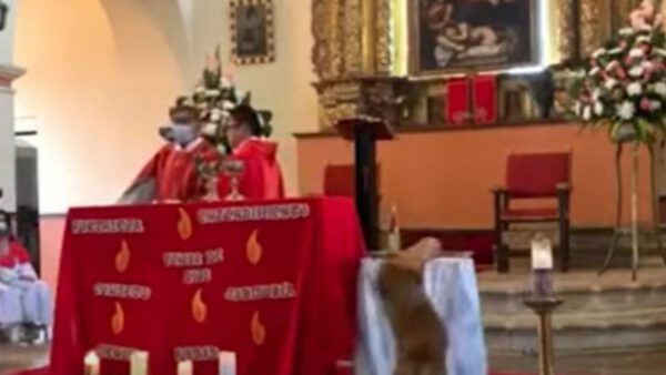 Cachorro caramelo rouba o pão durante missa; veja o vídeo Cachorro caramelo rouba o pão durante missa