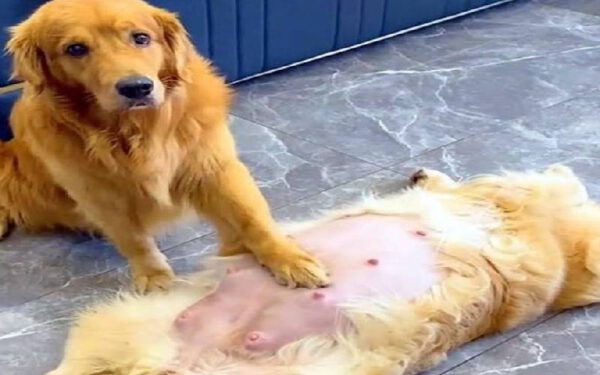 Cachorro ganha o título de "marido ideal" por sua devoção em cuidar de sua parceira grávida