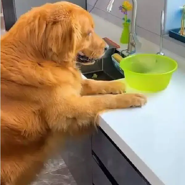 Cachorro ganha o título de "marido ideal" por sua devoção em cuidar de sua parceira grávida Cachorro ganha o título de "marido ideal" por sua devoção em cuidar de sua parceira grávida