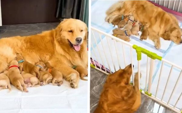Cachorro ganha o título de "marido ideal" por sua devoção em cuidar de sua parceira grávida