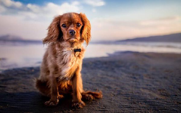 Cachorro sente quando o dono vai morrer?