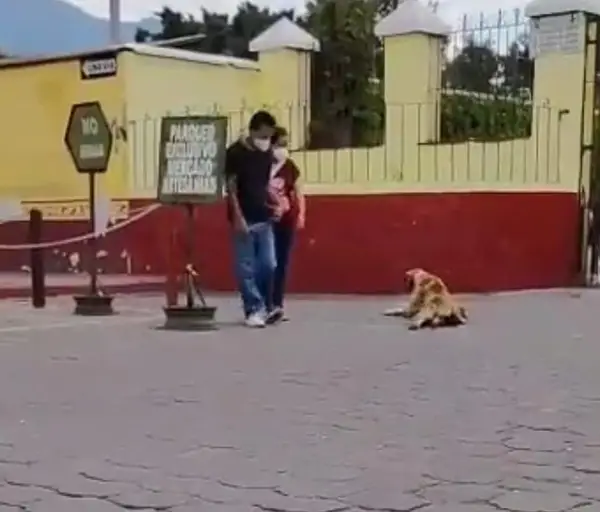 Cachorro ator simula paralisia para ganhar atenção dos turistas