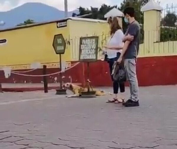 Cachorro ator simula paralisia para ganhar atenção dos turistas