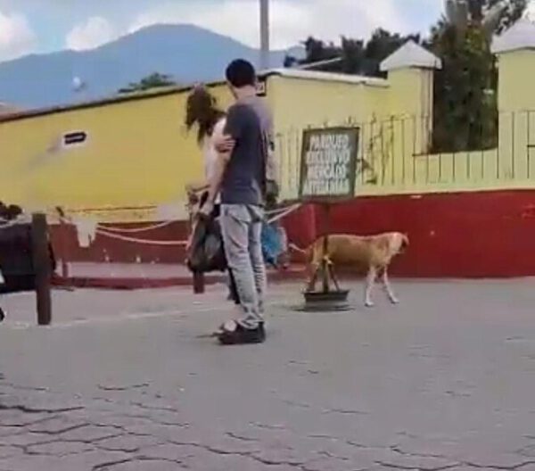 Cachorro ator simula paralisia para ganhar atenção dos turistas