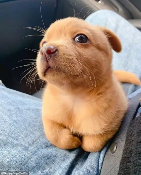 Cachorrinho é adotado e seu único trabalho em um canteiro de obras é espalhar alegria Cachorrinho é adotado e seu único trabalho em um canteiro de obras é espalhar alegria