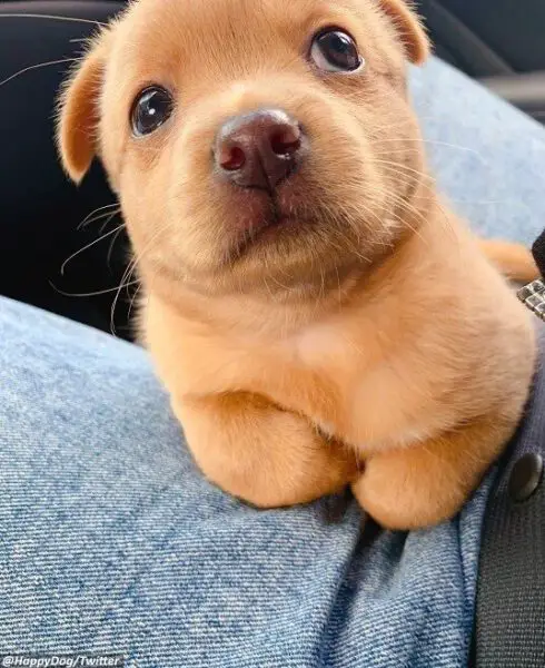 Cachorrinho é adotado e seu único trabalho em um canteiro de obras é espalhar alegria Cachorrinho é adotado e seu único trabalho em um canteiro de obras é espalhar alegria