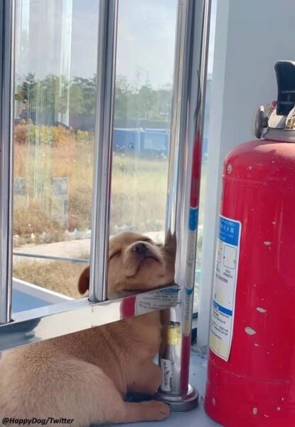 Cachorrinho é adotado e seu único trabalho em um canteiro de obras é espalhar alegria Cachorrinho é adotado e seu único trabalho em um canteiro de obras é espalhar alegria