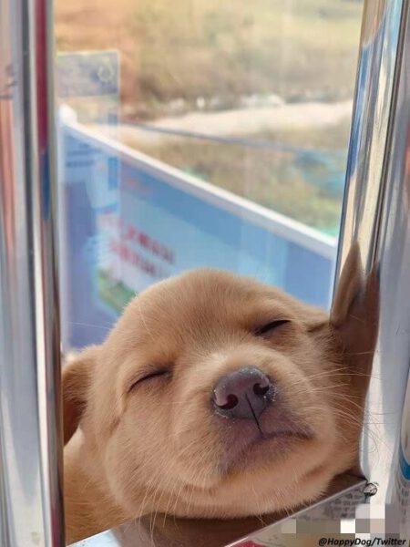 Cachorrinho é adotado e seu único trabalho em um canteiro de obras é espalhar alegria Cachorrinho é adotado e seu único trabalho em um canteiro de obras é espalhar alegria