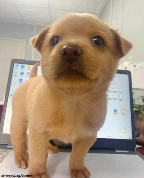 Cachorrinho é adotado e seu único trabalho em um canteiro de obras é espalhar alegria Cachorrinho é adotado e seu único trabalho em um canteiro de obras é espalhar alegria