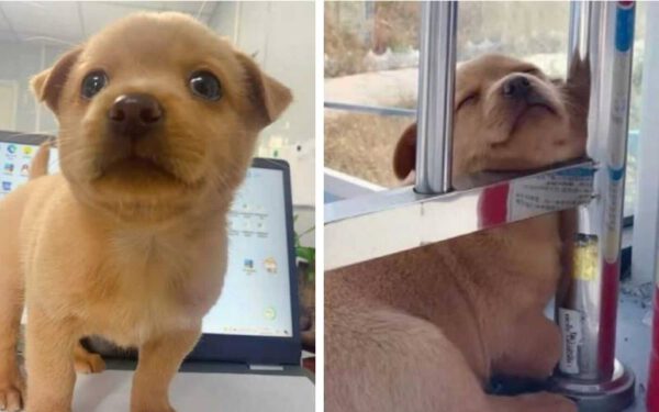 Cachorrinho é adotado e seu único trabalho em um canteiro de obras é espalhar alegria Cachorrinho é adotado e seu único trabalho em um canteiro de obras é espalhar alegria