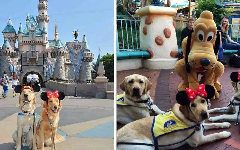 Cães-guia visitando a Disneylândia é a coisa mais maravilhosa que já viu Cães-guia visitando a Disneylândia é a coisa mais maravilhosa que já viu