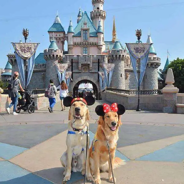 Cães-guia visitando a Disneylândia é a coisa mais maravilhosa que já viu Cães-guia visitando a Disneylândia é a coisa mais maravilhosa que já viu