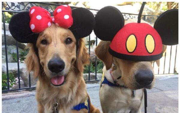 Cães-guia visitando a Disneylândia é a coisa mais maravilhosa que já viu