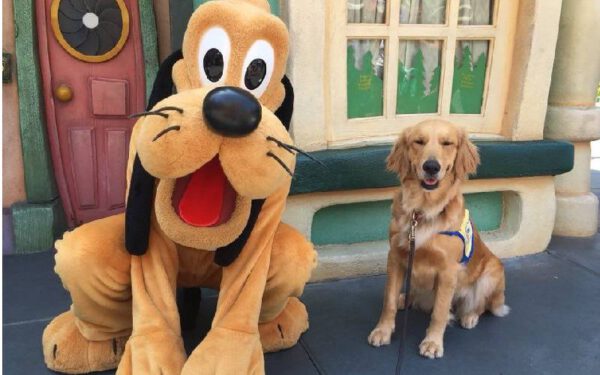Cães-guia visitando a Disneylândia é a coisa mais maravilhosa que já viu