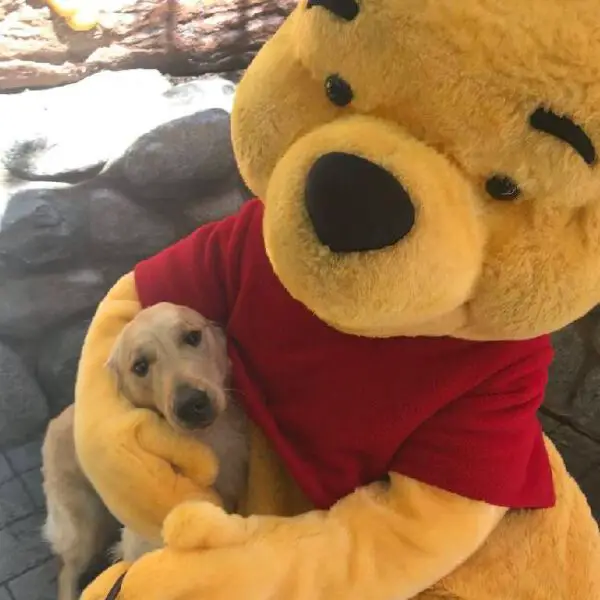 Cães-guia visitando a Disneylândia é a coisa mais maravilhosa que já viu Cães-guia visitando a Disneylândia é a coisa mais maravilhosa que já viu