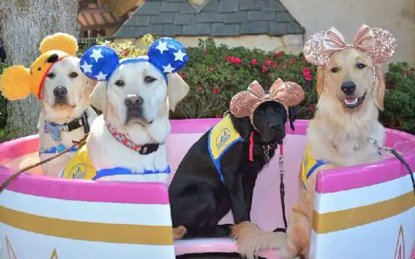 Cães-guia visitando a Disneylândia é a coisa mais maravilhosa que já viu Cães-guia visitando a Disneylândia é a coisa mais maravilhosa que já viu