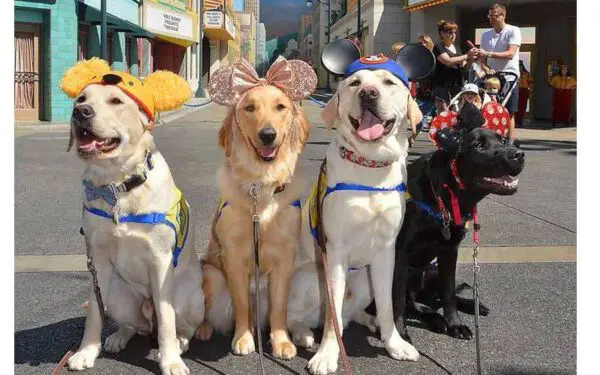 Cães-guia visitando a Disneylândia é a coisa mais maravilhosa que já viu Cães-guia visitando a Disneylândia é a coisa mais maravilhosa que já viu