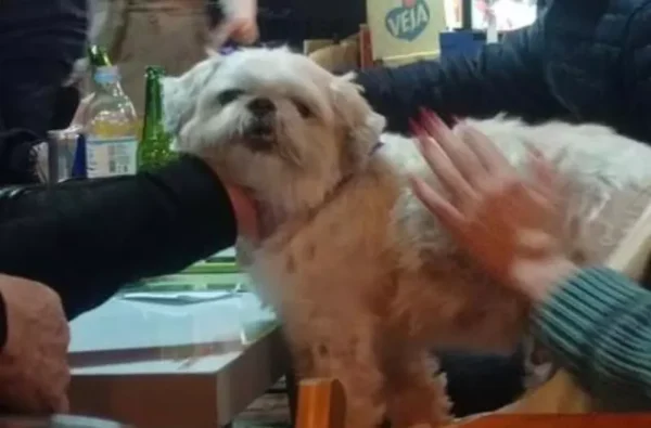 Cão fugitivo é encontrado “curtindo” em um bar