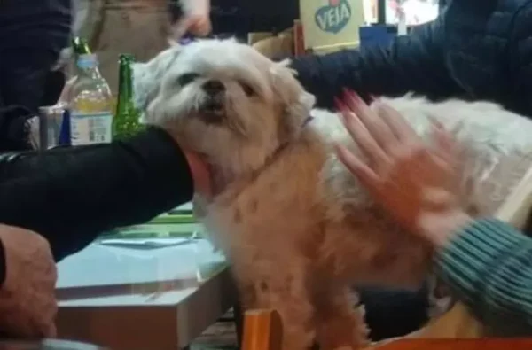 Cão fugitivo é encontrado “curtindo” em um bar Cão fugitivo é encontrado “curtindo” em um bar