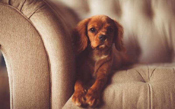 11 coisas prejudiciais que fazemos sem perceber para os cães Coisas prejudiciais que fazemos sem perceber para os cães