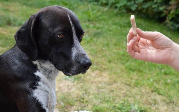 11 coisas prejudiciais que fazemos sem perceber para os cães Coisas prejudiciais que fazemos sem perceber para os cães