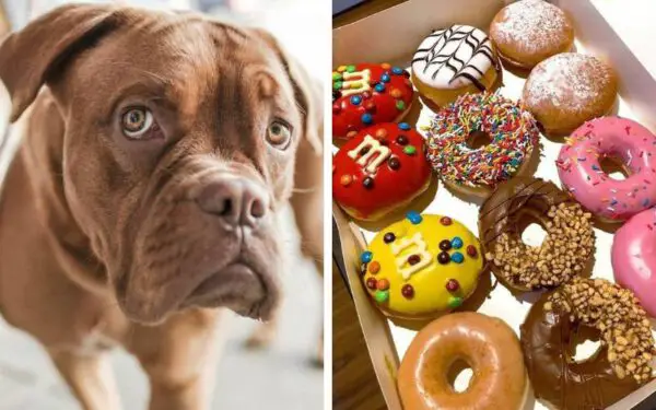 11 coisas prejudiciais que fazemos sem perceber para os cães Coisas prejudiciais que fazemos sem perceber para os cães