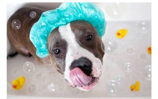 11 coisas prejudiciais que fazemos sem perceber para os cães Coisas prejudiciais que fazemos sem perceber para os cães
