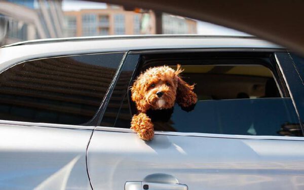 11 coisas prejudiciais que fazemos sem perceber para os cães Coisas prejudiciais que fazemos sem perceber para os cães
