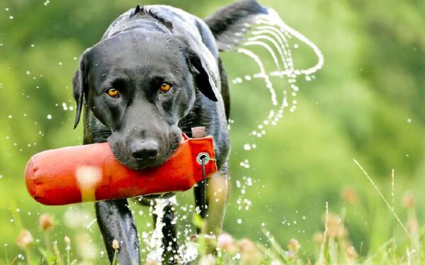 11 coisas prejudiciais que fazemos sem perceber para os cães Coisas prejudiciais que fazemos sem perceber para os cães