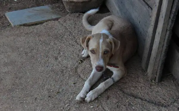 Coisas prejudiciais que fazemos sem perceber para os cães