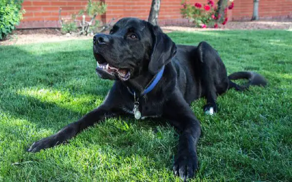 11 coisas prejudiciais que fazemos sem perceber para os cães Coisas prejudiciais que fazemos sem perceber para os cães
