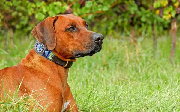 11 coisas prejudiciais que fazemos sem perceber para os cães Coisas prejudiciais que fazemos sem perceber para os cães