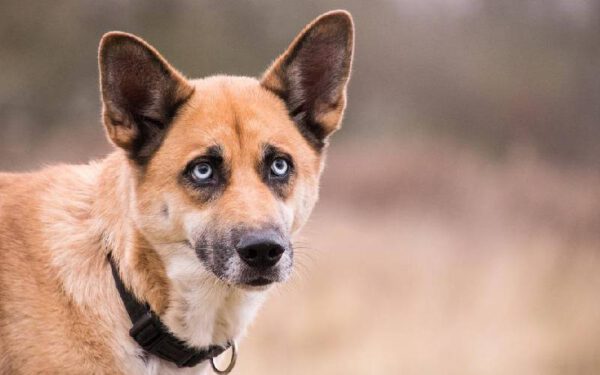 Como escolher o primeiro cachorro?
