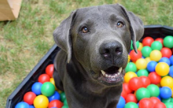 Como os cachorros escolhem sua pessoa favorita?
