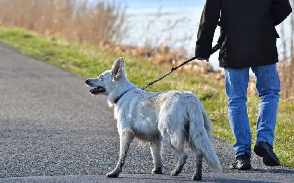 Como os cachorros escolhem sua pessoa favorita?
