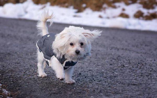 Como os cachorros escolhem sua pessoa favorita? Como os cachorros escolhem sua pessoa favorita?