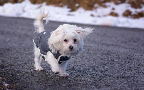 Como os cachorros escolhem sua pessoa favorita?
