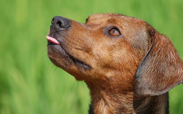 Comportamentos estranhos dos cachorros explicados