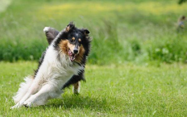 Comportamentos estranhos dos cachorros explicados